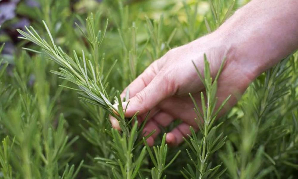 Με αυτά τα δύο βότανα θα αποκτήσεις μνήμη ελέφαντα